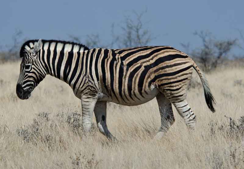 Cebra - parque nacional de Etosha - Namibia 8.jpg